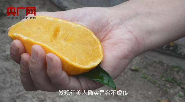 央广|亩均产收突破万美元！央广聚焦象山红美人