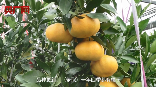 央广|亩均产收突破万美元！央广聚焦象山红美人