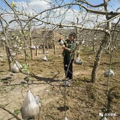 果树|果树修剪琐事多，换头刮皮拉枝要做好