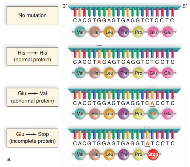 基因突变的类型