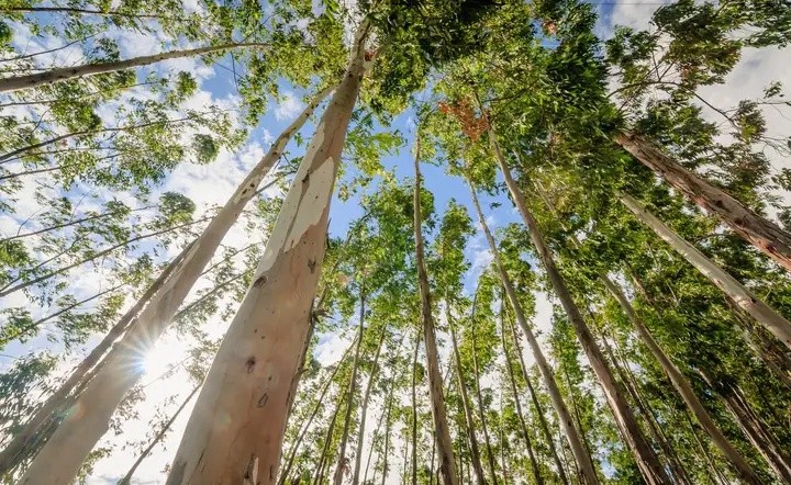 树种|口碑两极分化的桉树，到底经历了什么？广西桉树种植该走向何方？
