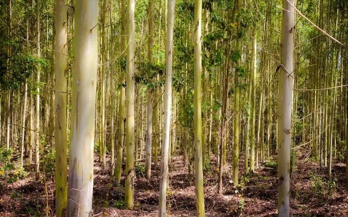 树种|口碑两极分化的桉树，到底经历了什么？广西桉树种植该走向何方？