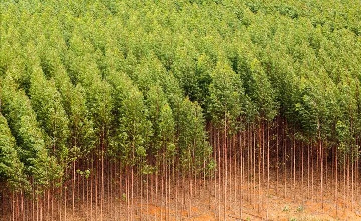 树种|口碑两极分化的桉树，到底经历了什么？广西桉树种植该走向何方？