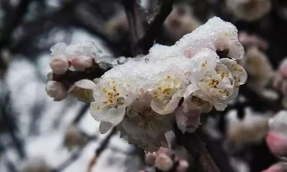 磷酸二氢钾|磷酸二氢钾，何时施用效果最佳？抓住3个关键期！