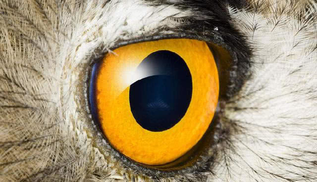 心理学:下面哪只眼睛是"鹰眼"?测你10年后的社会地位!