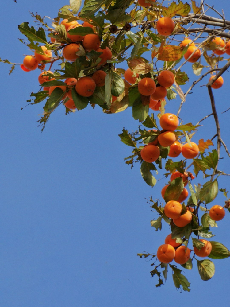 5张摄影作品,发现4处失误,4个技巧助你拍好"硕果累累"_腾讯新闻