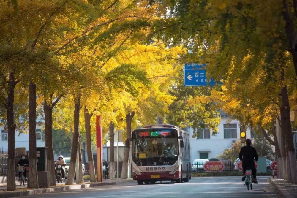 张店市府东一街的银杏叶又黄了!还记得这条街的过去吗?_腾讯新闻