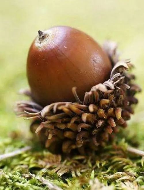 腾讯内容开放平台