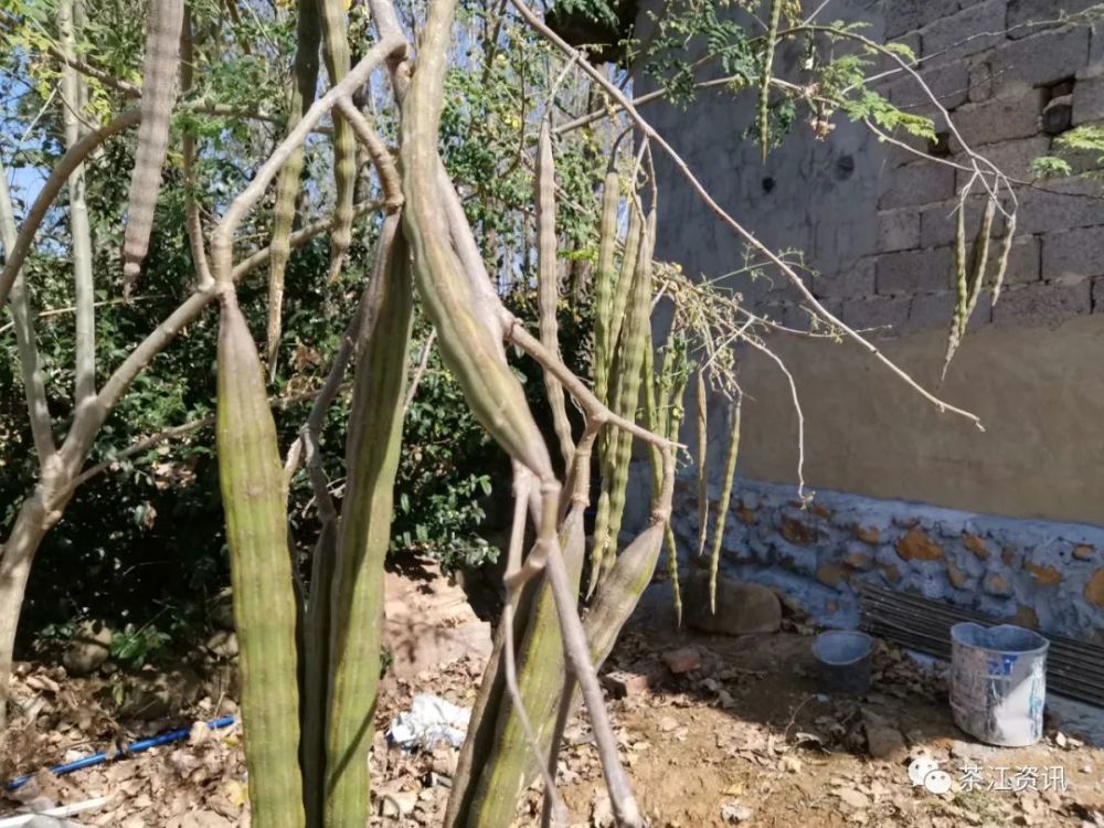 创富 这不仅仅意味着辣的味道 腾讯新闻