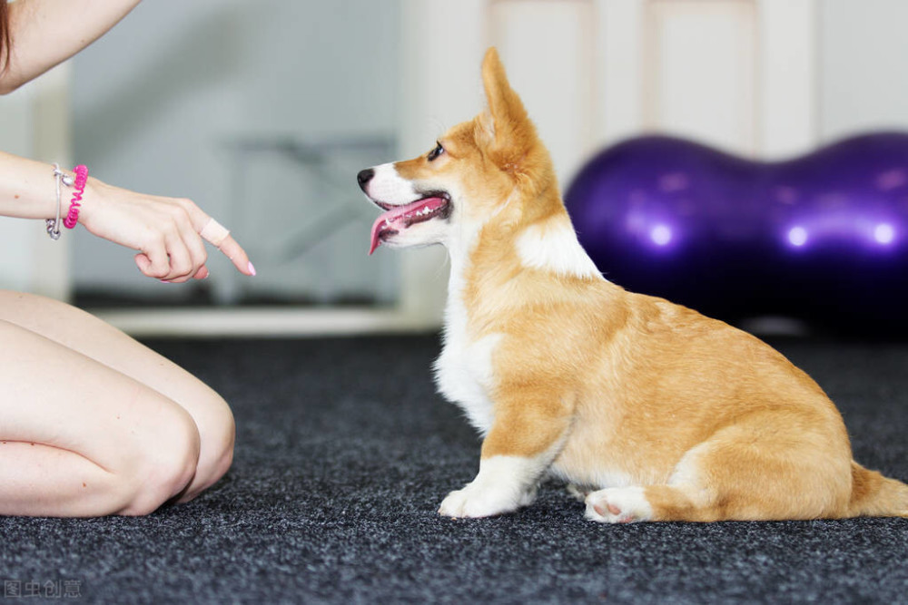 给柯基犬 补钙 的两种方式 现在知道还不晚 腾讯新闻