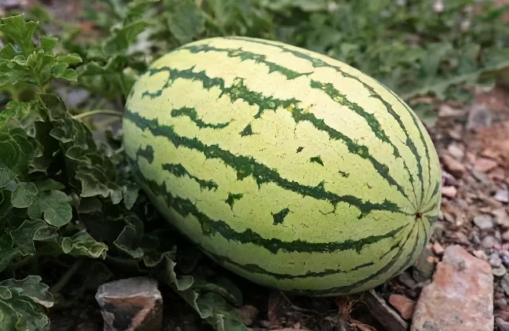 种西瓜,选啥品种好?这几个品种甜度高销路好,你会考虑吗?