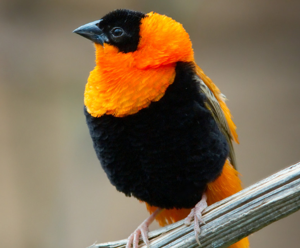 运气测试四只报喜鸟你选哪只测出你的婚姻是否稳固