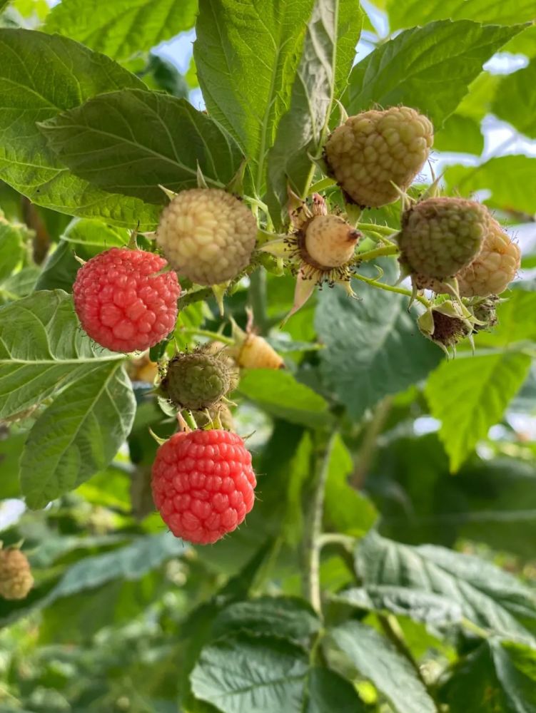 大棚|开市客热卖的这种网红水果，闵行也有种植哦！还有更好玩的……