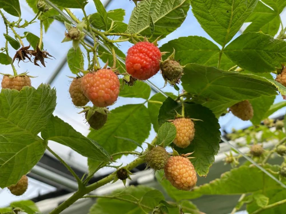 大棚|开市客热卖的这种网红水果，闵行也有种植哦！还有更好玩的……