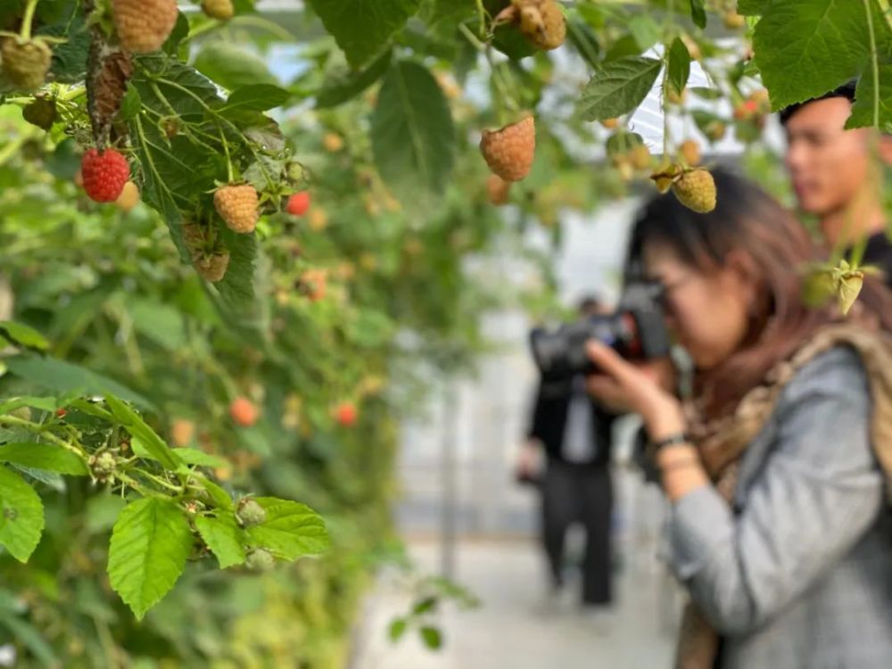 大棚|开市客热卖的这种网红水果，闵行也有种植哦！还有更好玩的……