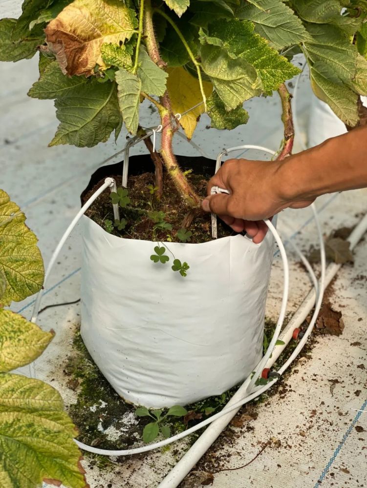 大棚|开市客热卖的这种网红水果，闵行也有种植哦！还有更好玩的……