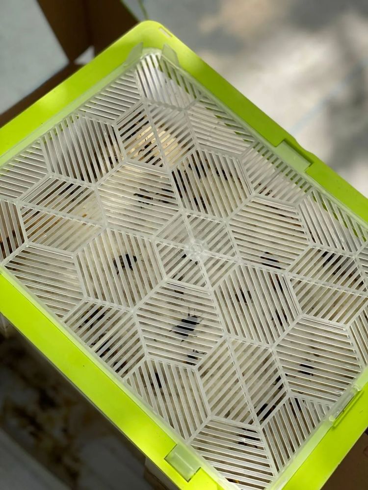 大棚|开市客热卖的这种网红水果，闵行也有种植哦！还有更好玩的……