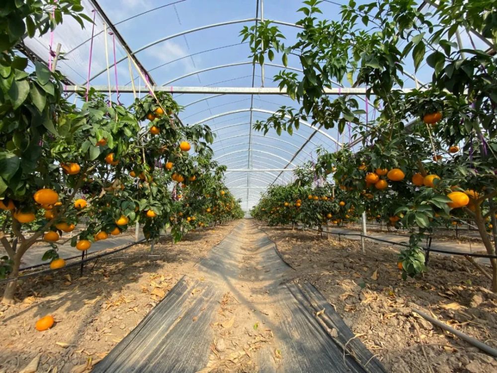 大棚|开市客热卖的这种网红水果，闵行也有种植哦！还有更好玩的……