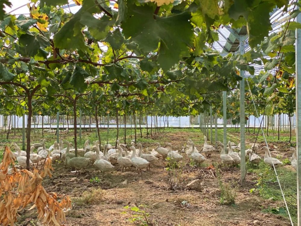 大棚|开市客热卖的这种网红水果，闵行也有种植哦！还有更好玩的……