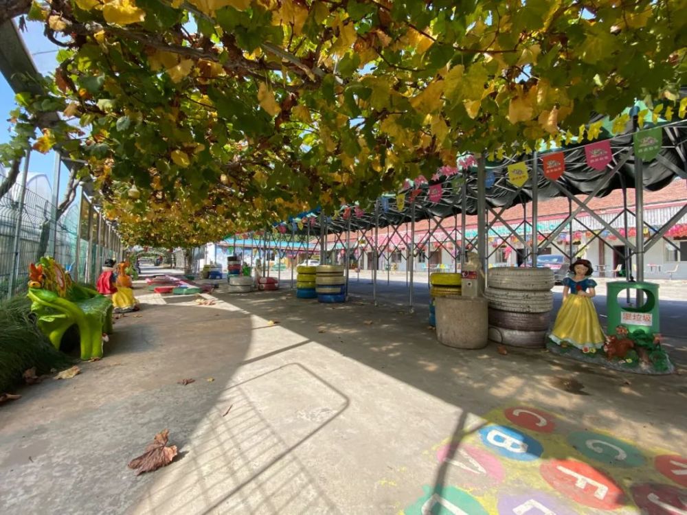 大棚|开市客热卖的这种网红水果，闵行也有种植哦！还有更好玩的……