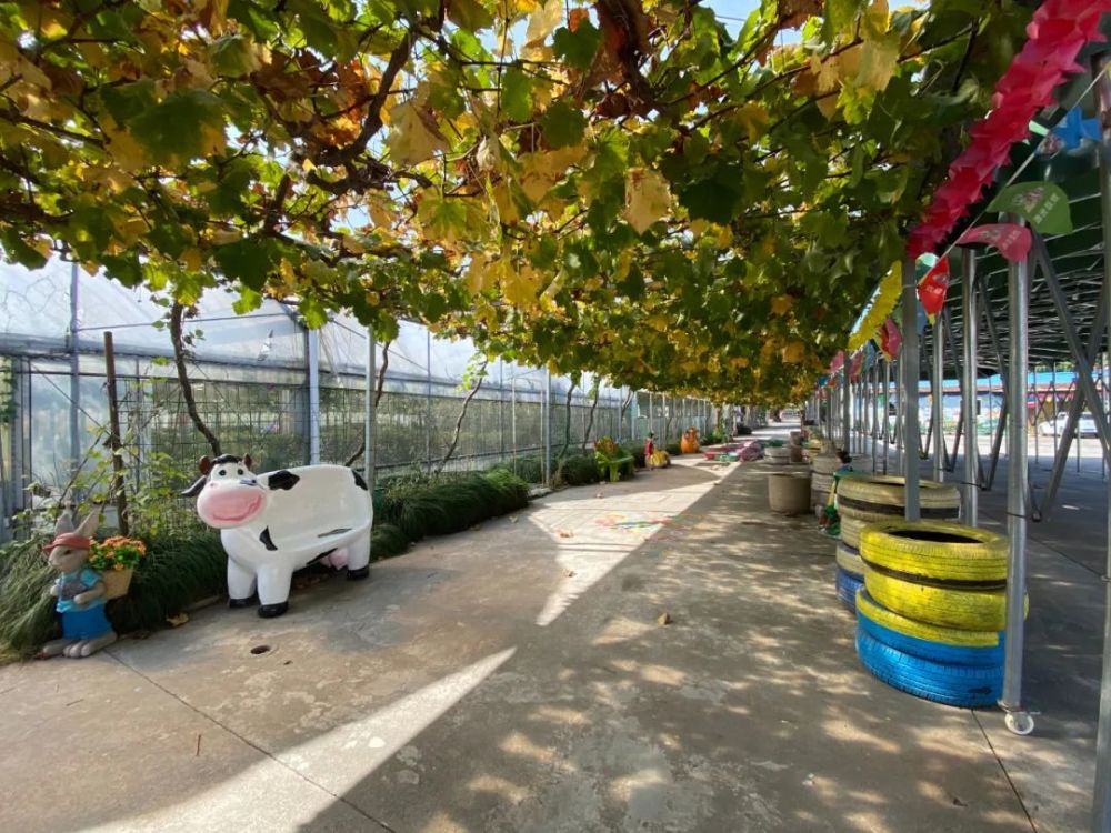 大棚|开市客热卖的这种网红水果，闵行也有种植哦！还有更好玩的……