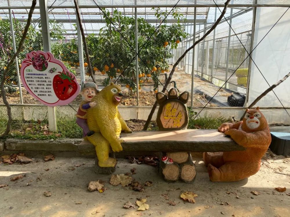 大棚|开市客热卖的这种网红水果，闵行也有种植哦！还有更好玩的……