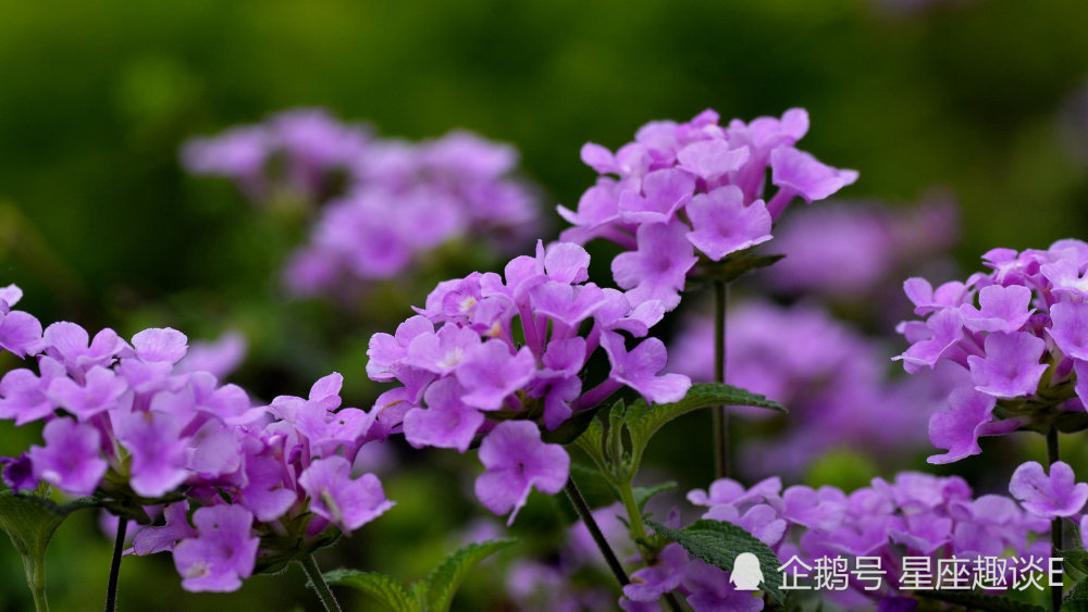 11月15日 21日星座运势 白羊人缘不错 狮子坚持到底 摩羯脚踏实地 腾讯新闻