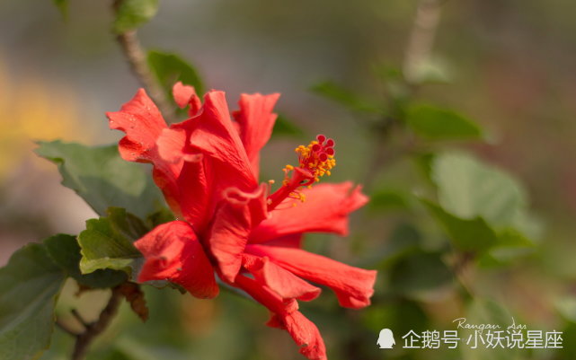 11月15日星座运势 齐心协力 披荆斩棘的四大星座 星座运势 星座 摩羯座 天秤座 巨蟹座 白羊座