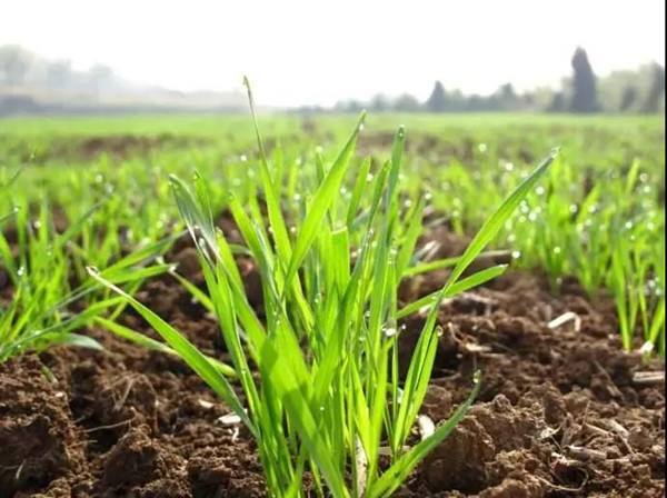 冬小麦|冬小麦亩产1500斤，越冬前农户怎么管理，本文为你全面解析