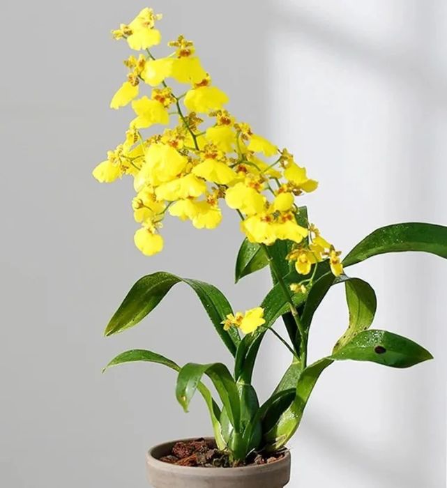 文心兰(文心兰怎么养才能开花)