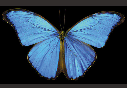 蝴蝶|这些蝴蝶太漂亮了