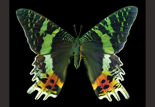 蝴蝶|这些蝴蝶太漂亮了