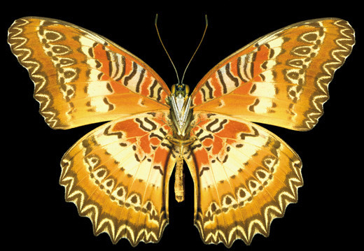 蝴蝶|这些蝴蝶太漂亮了