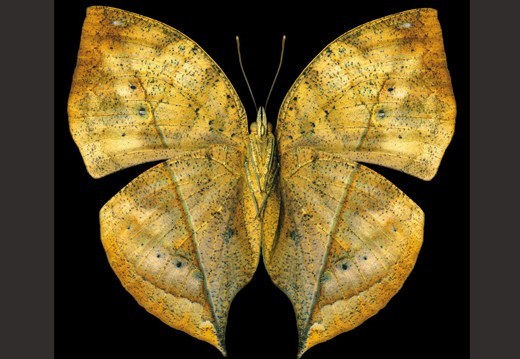 蝴蝶|这些蝴蝶太漂亮了