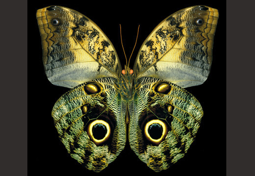 蝴蝶|这些蝴蝶太漂亮了