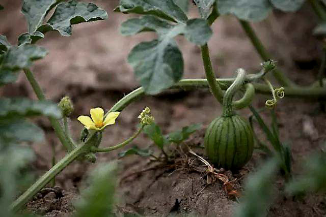 肥料|西瓜追肥用什么肥料？西瓜上什么肥料产量高？西瓜冲施什么肥长势旺？