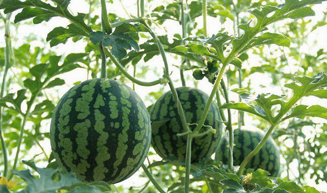肥料|西瓜追肥用什么肥料？西瓜上什么肥料产量高？西瓜冲施什么肥长势旺？