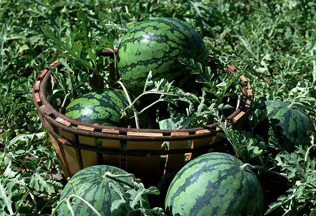 肥料|西瓜追肥用什么肥料？西瓜上什么肥料产量高？西瓜冲施什么肥长势旺？