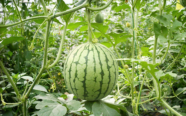 肥料|西瓜追肥用什么肥料？西瓜上什么肥料产量高？西瓜冲施什么肥长势旺？