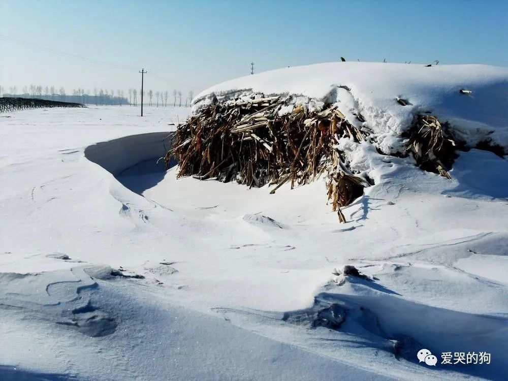 竹子|夜里下了一场很大的雪，白居易根本没有看到雪，却写下一首咏雪诗