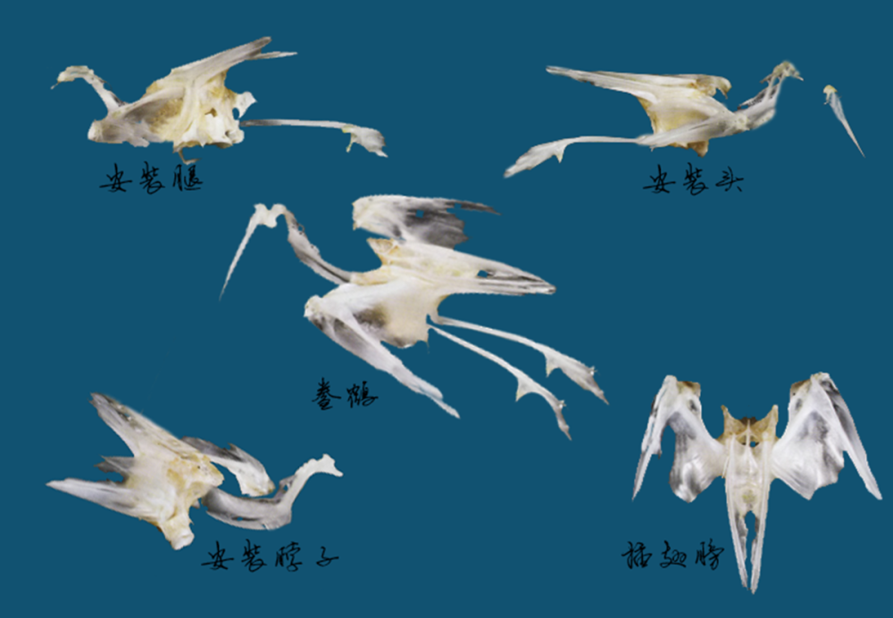 头中藏云鹤,腹下有锯刀!5000年前就曾被人食用,现成为鲞之代言