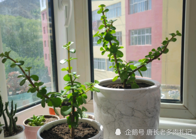 多肉金枝玉叶能淋雨吗当然可以但这几种情况下就不能让它淋雨了