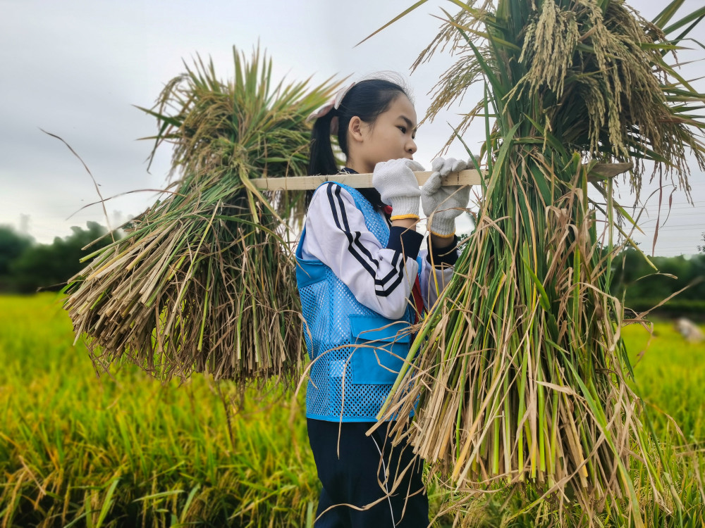 社会5都市小农夫收获大喜悦