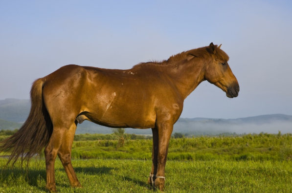 生肖马以下4个年份出生的马马马天生上等命看看你家有吗