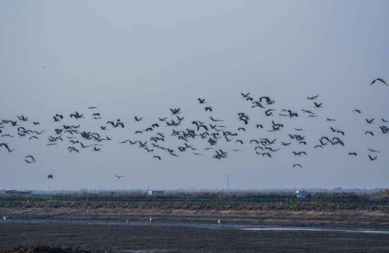 天津环渤海湿地，候鸟失途，人类一败涂地