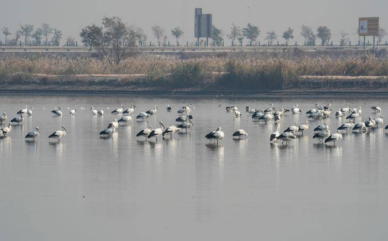 天津环渤海湿地，候鸟失途，人类一败涂地