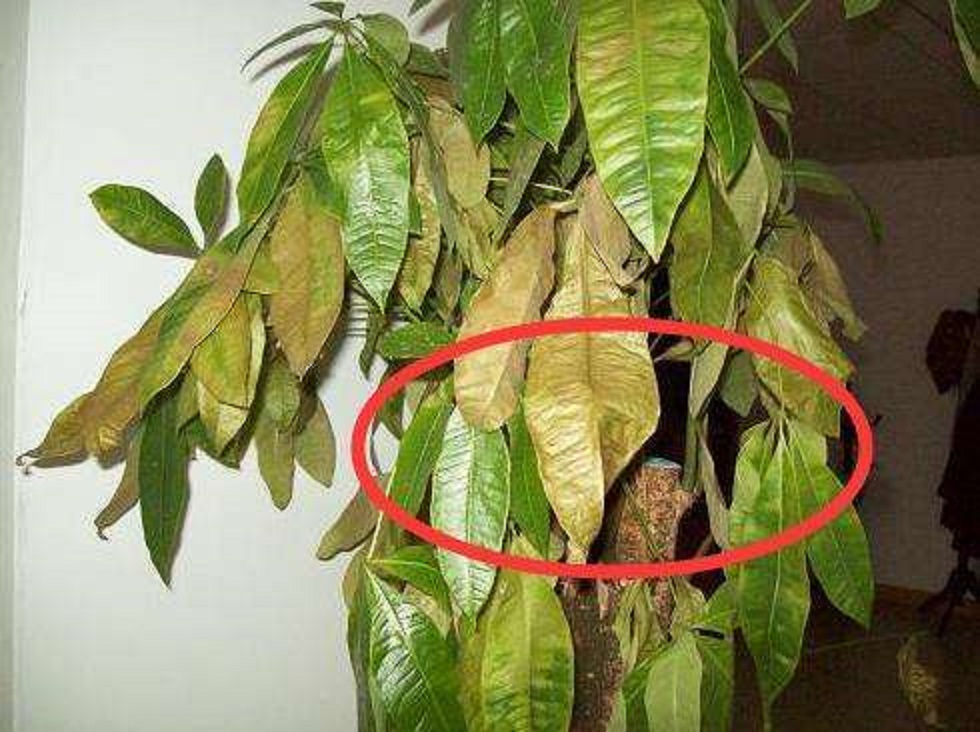 发财树腐烂病怎么治?用上这5个方法,快速恢复生长还美观_腾讯新闻