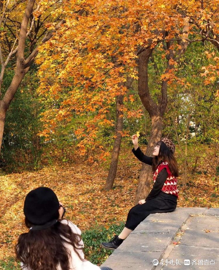 济南千佛山的枫林红了枫景浓艳惹人醉