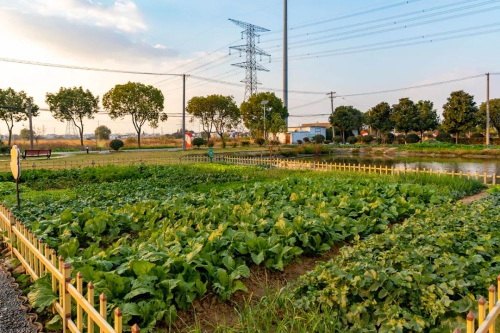 伲相城人的美丽庭院美丽菜园真格灵