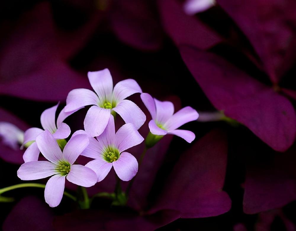 一种小花真神奇开花时紫莹莹冬天不怕冷很好养